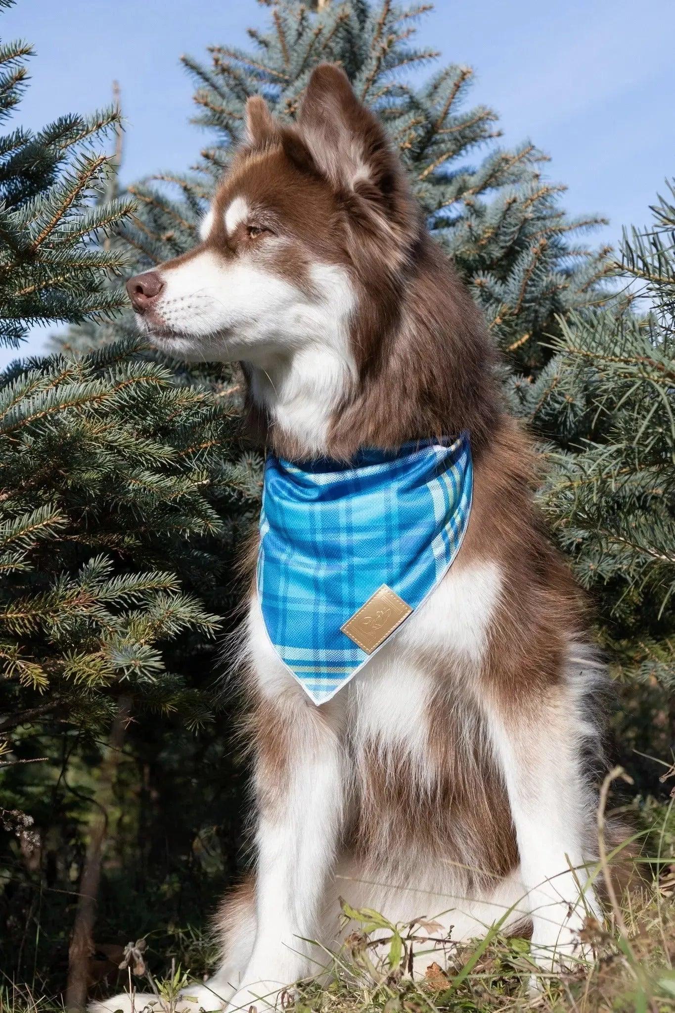 Blue Spruce Plaid Dog Bandana-1