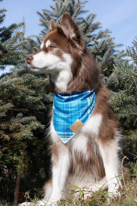Blue Spruce Plaid Dog Bandana-1